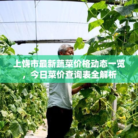 上饶市最新蔬菜价格动态一览，今日菜价查询表全解析